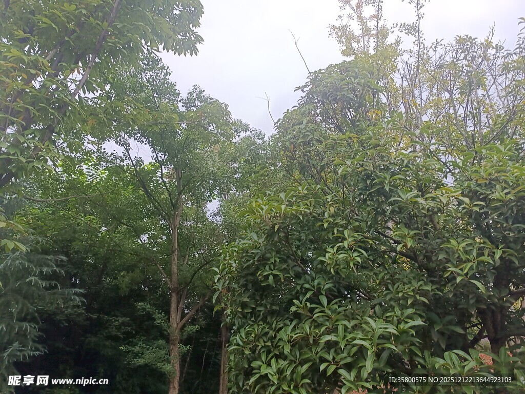 茂密树林中的绿意景象