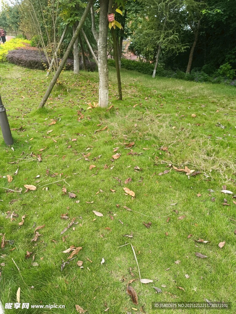 户外草地树木自然景致