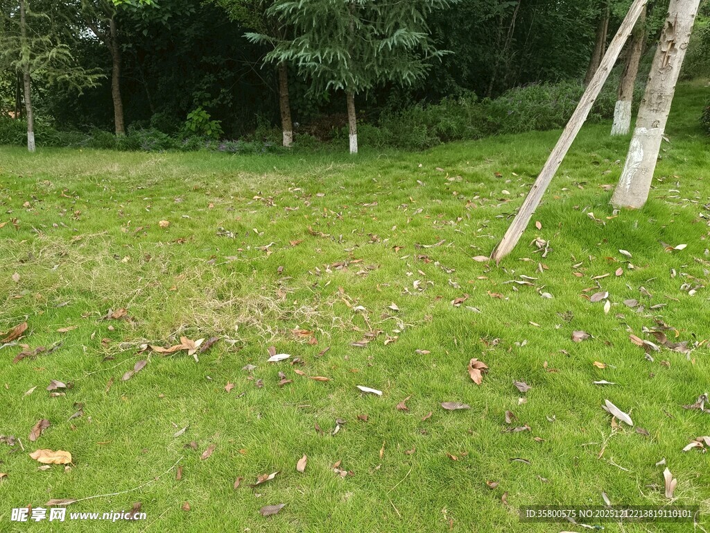 户外草地树林风景图