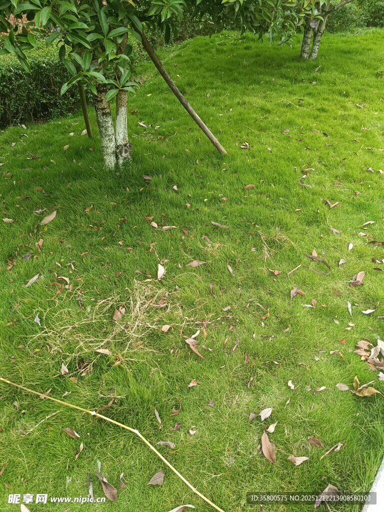 绿意盎然的庭院草地