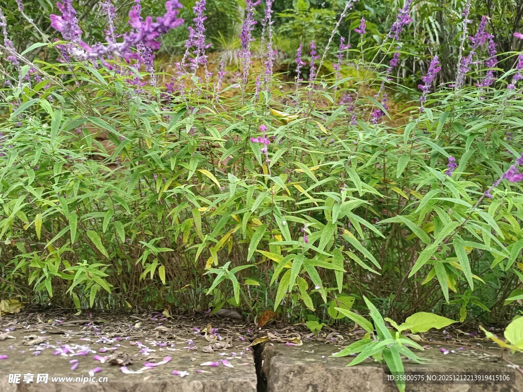 紫色花丛中的绿色植物
