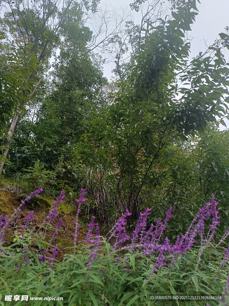 紫色花卉与繁茂绿植景观