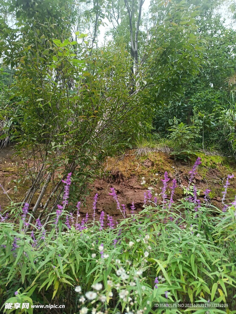 秋日多彩植物景观