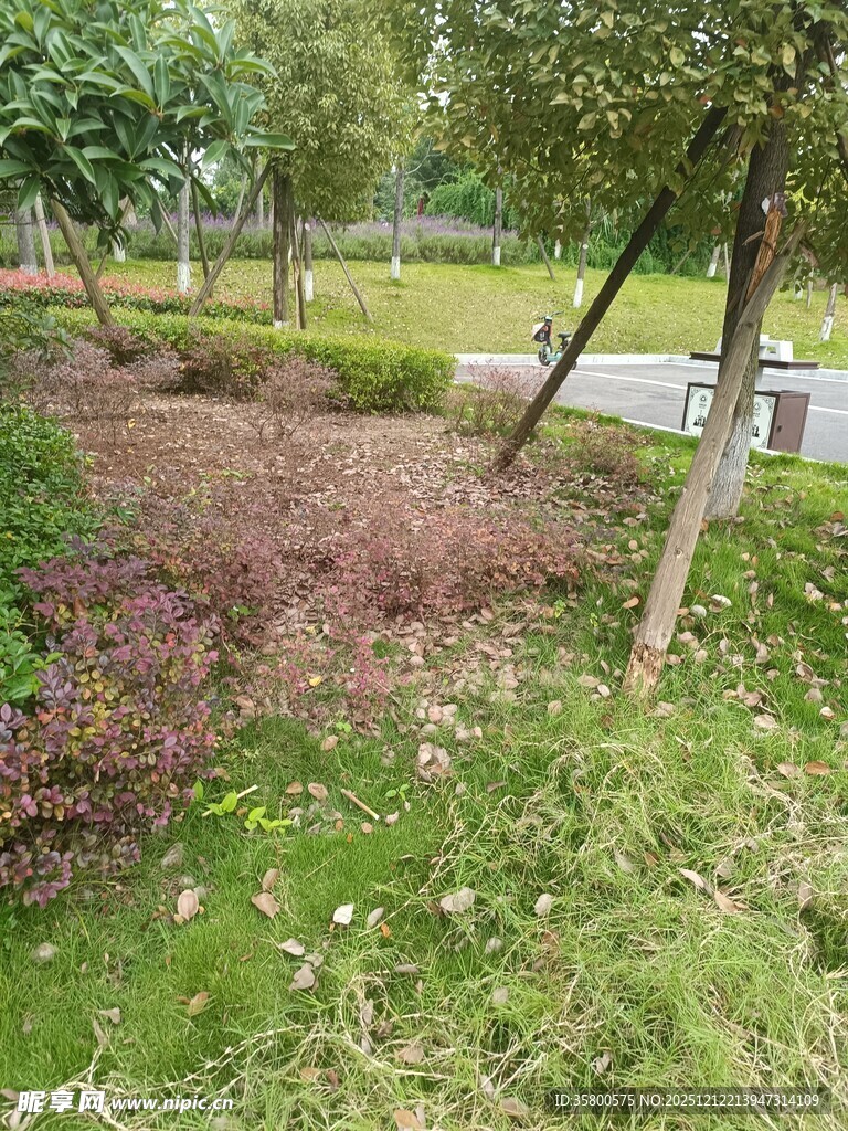 公园内的绿植景观区域