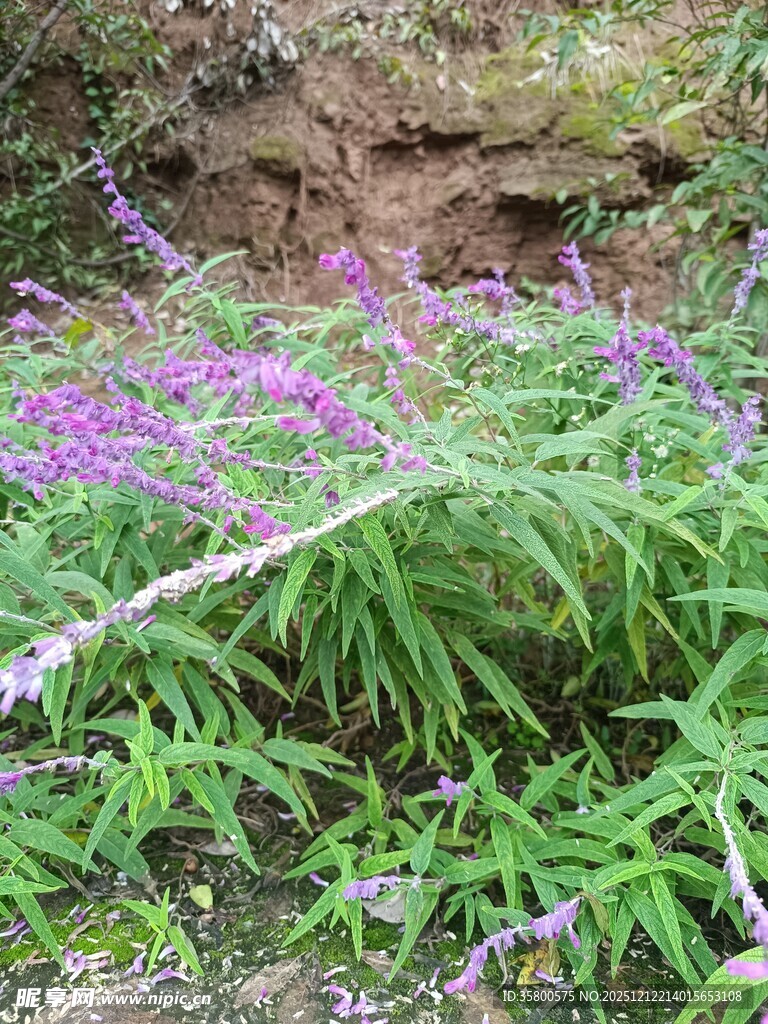 野外紫色花草生机盎然