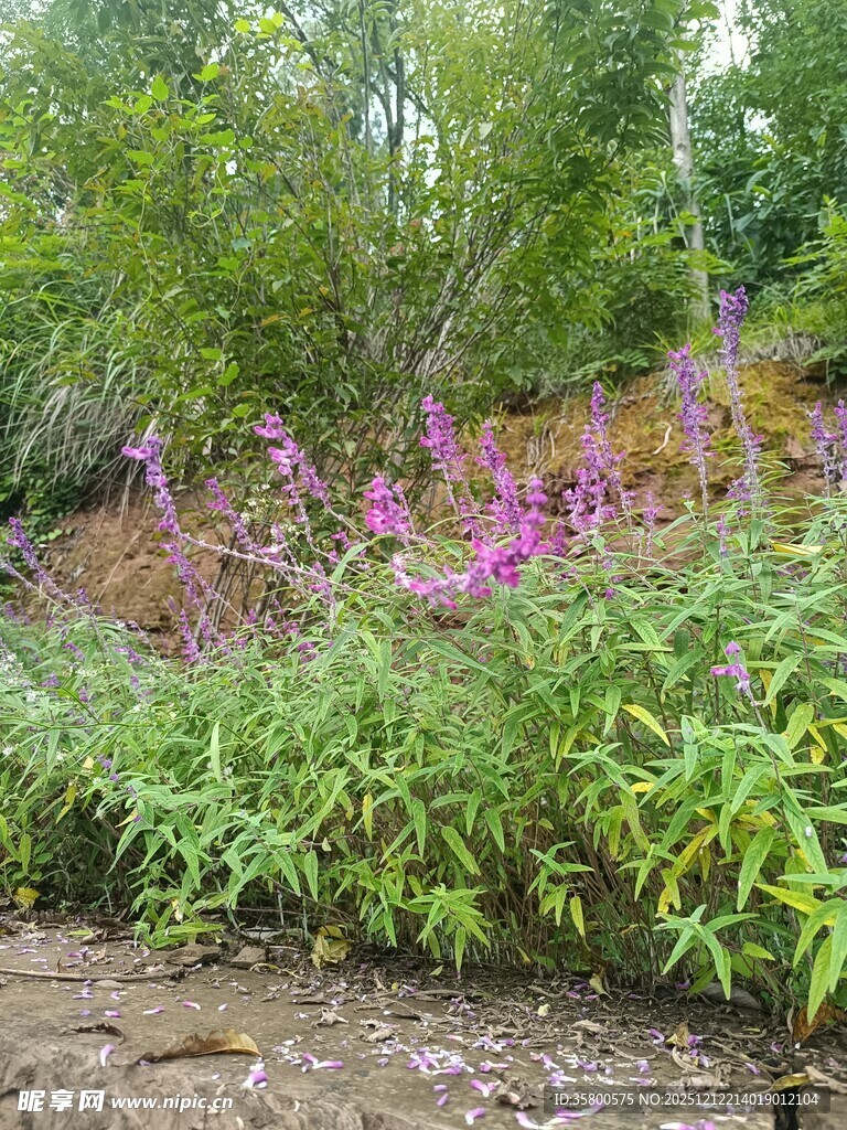 野外多彩花草景观