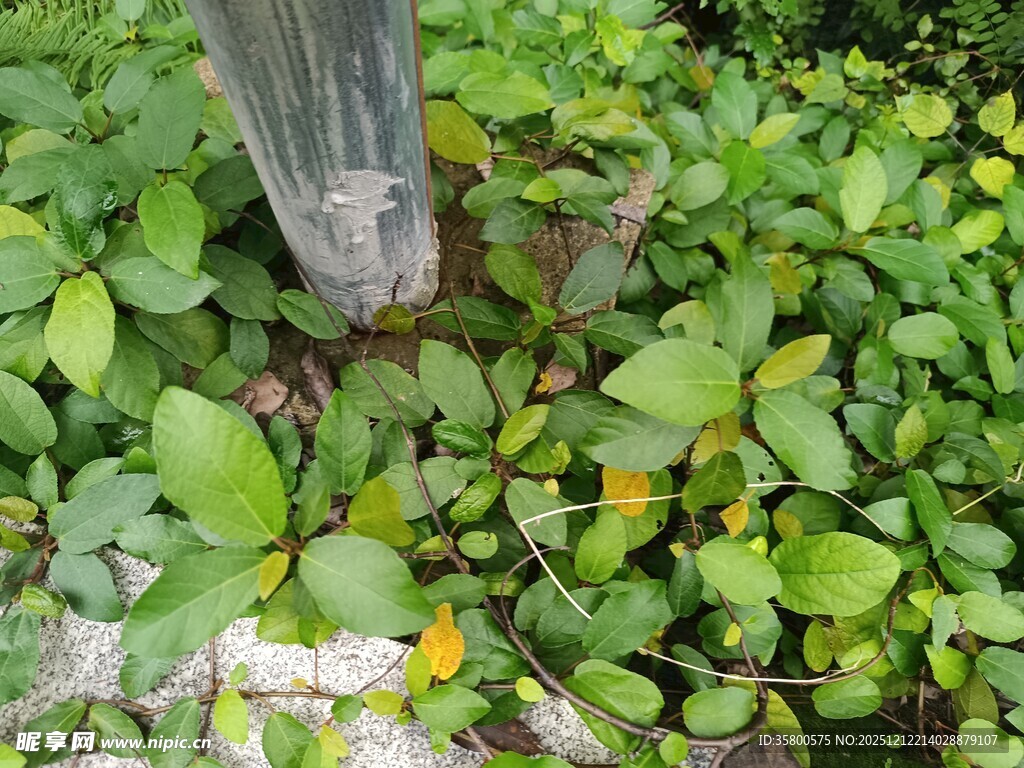 树干旁的翠绿植物