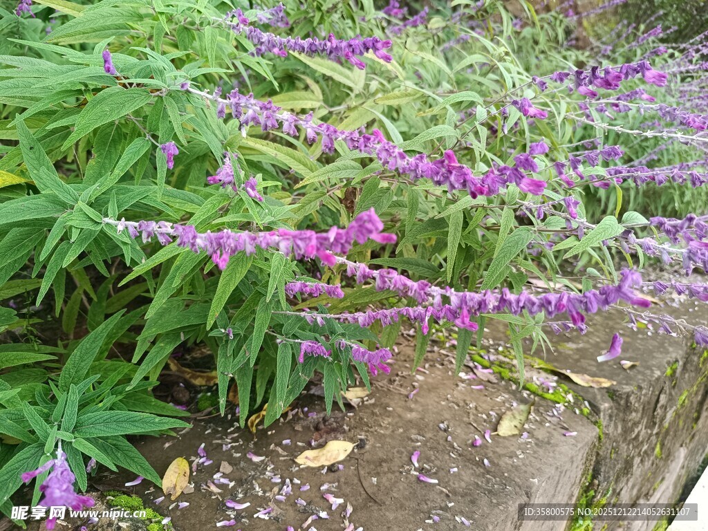 紫色鼠尾草花丛特写