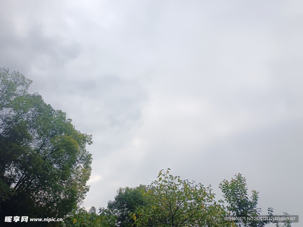 天空下的葱郁树木