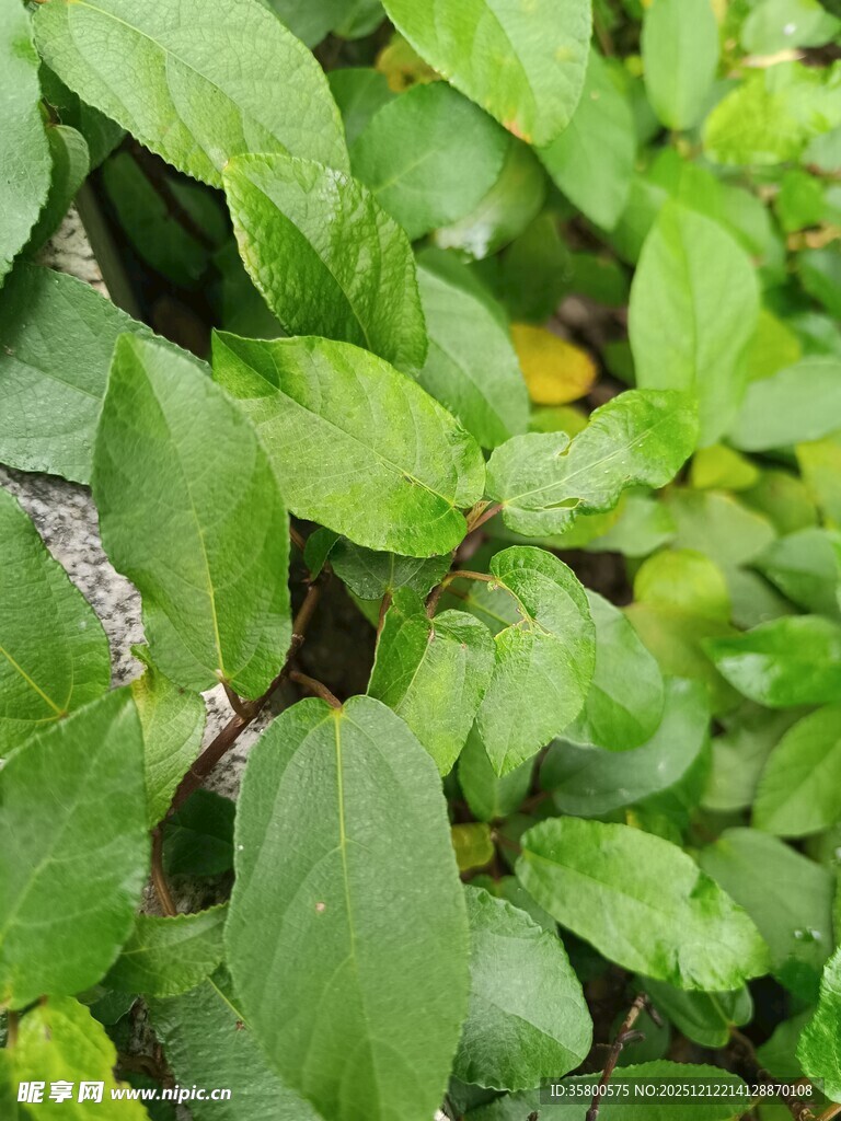 翠绿繁茂的植物叶片
