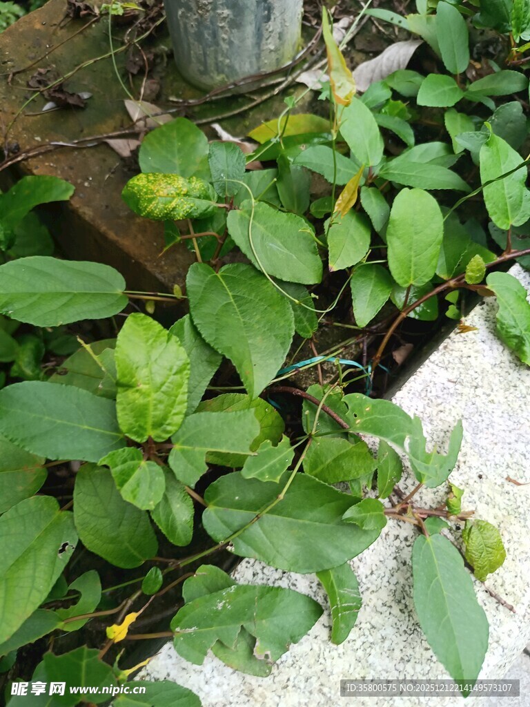 绿叶植物生机盎然