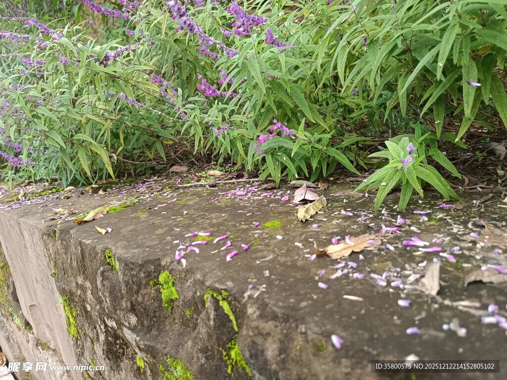石边绿植与紫色小花