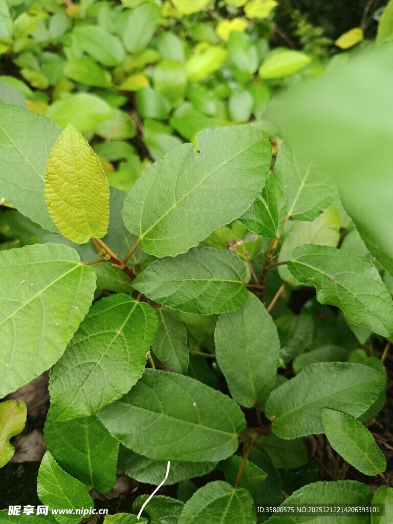 嫩绿叶片点缀繁茂绿植