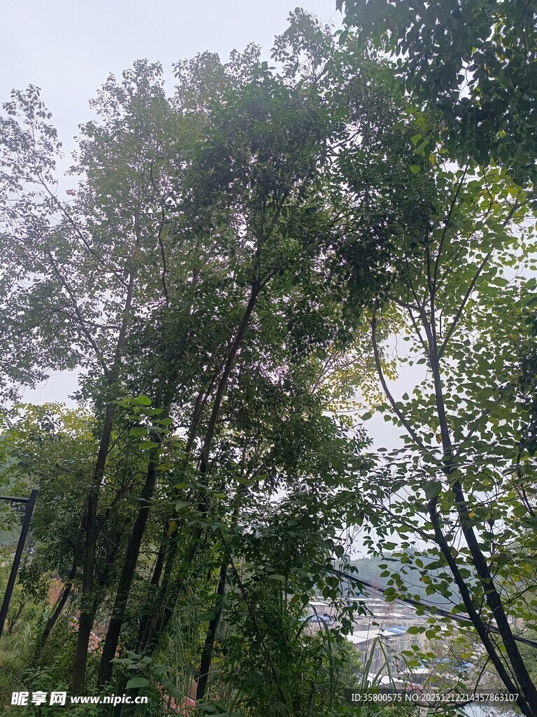 茂密树林中的挺拔树木