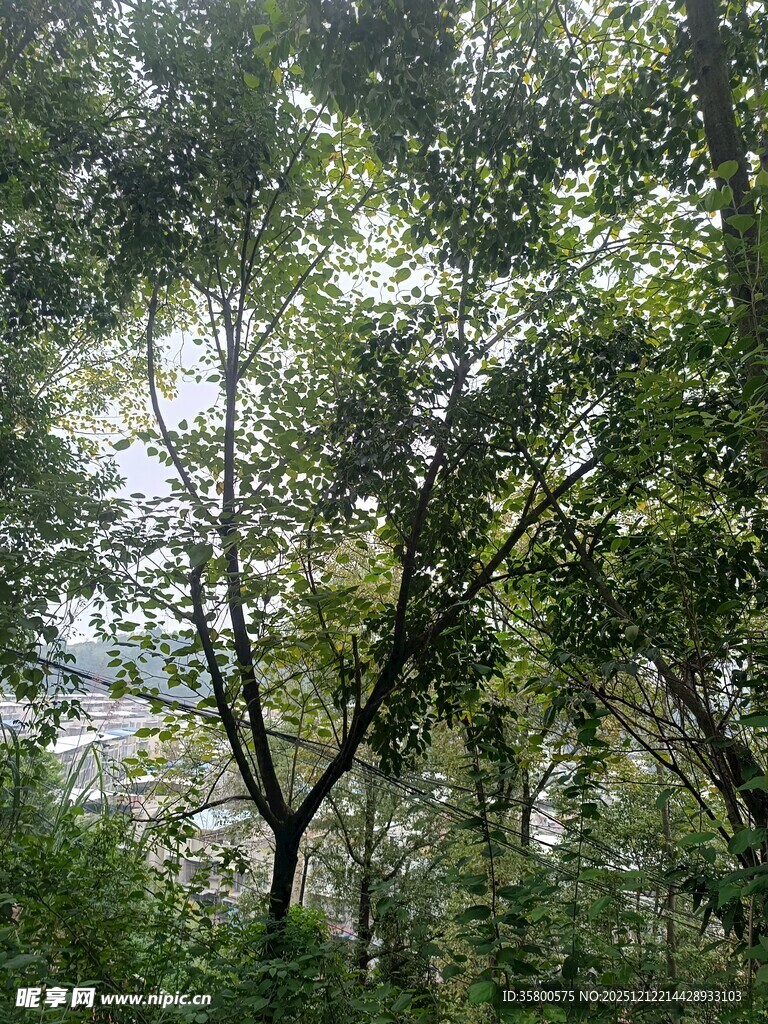 茂密森林中的繁茂树木