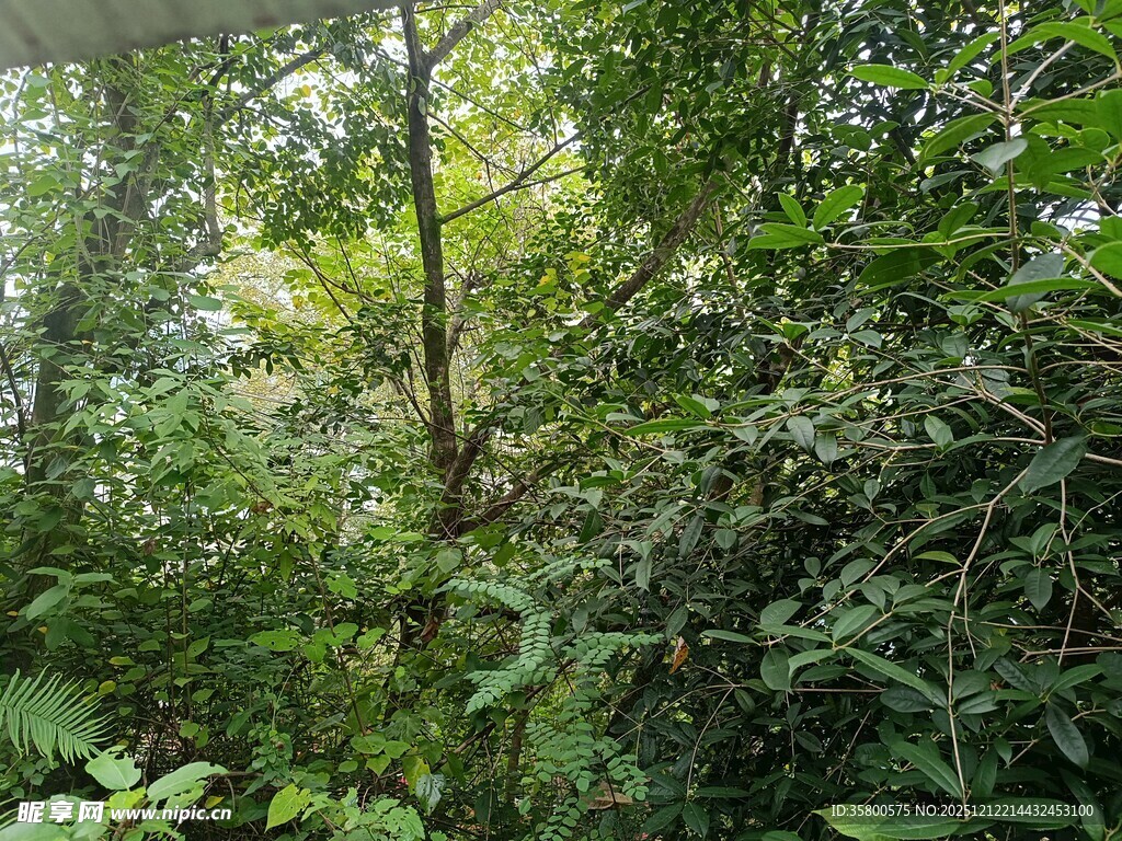 茂密丛林绿意盎然
