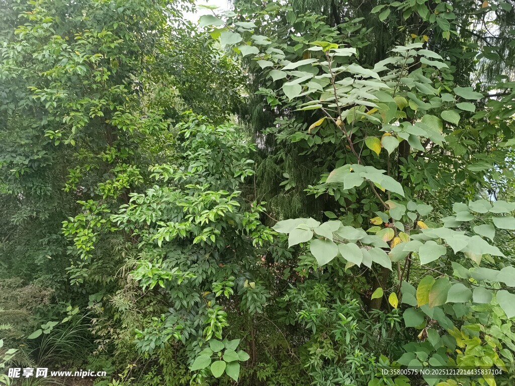 茂密丛林绿意盎然