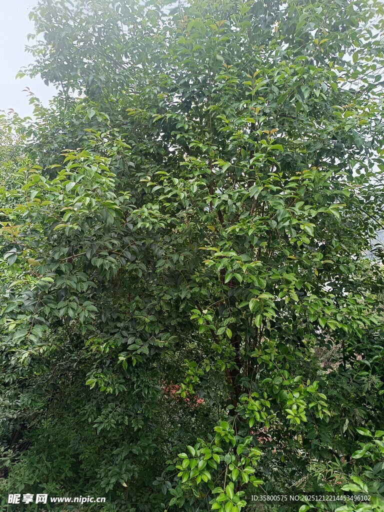 茂密葱郁的绿色树林