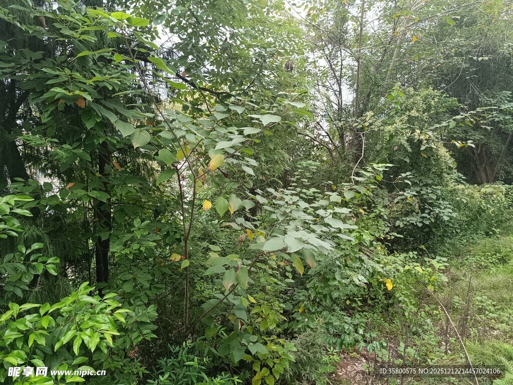 茂密丛林中的绿意景致