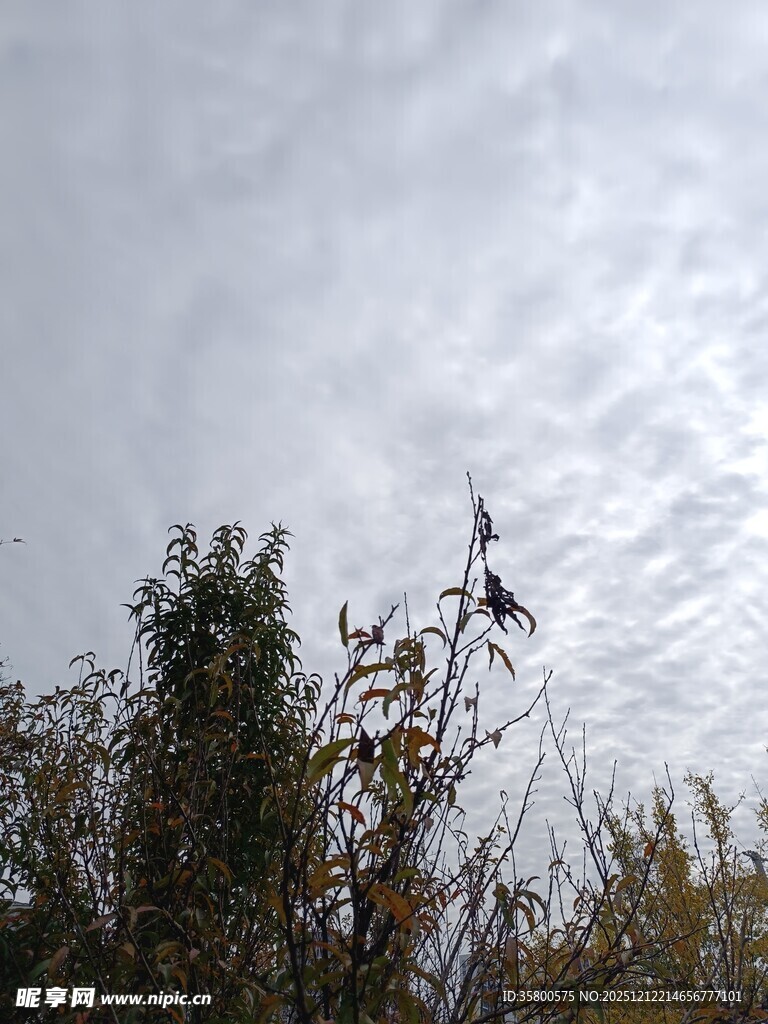 天空下的植物与朦胧云层