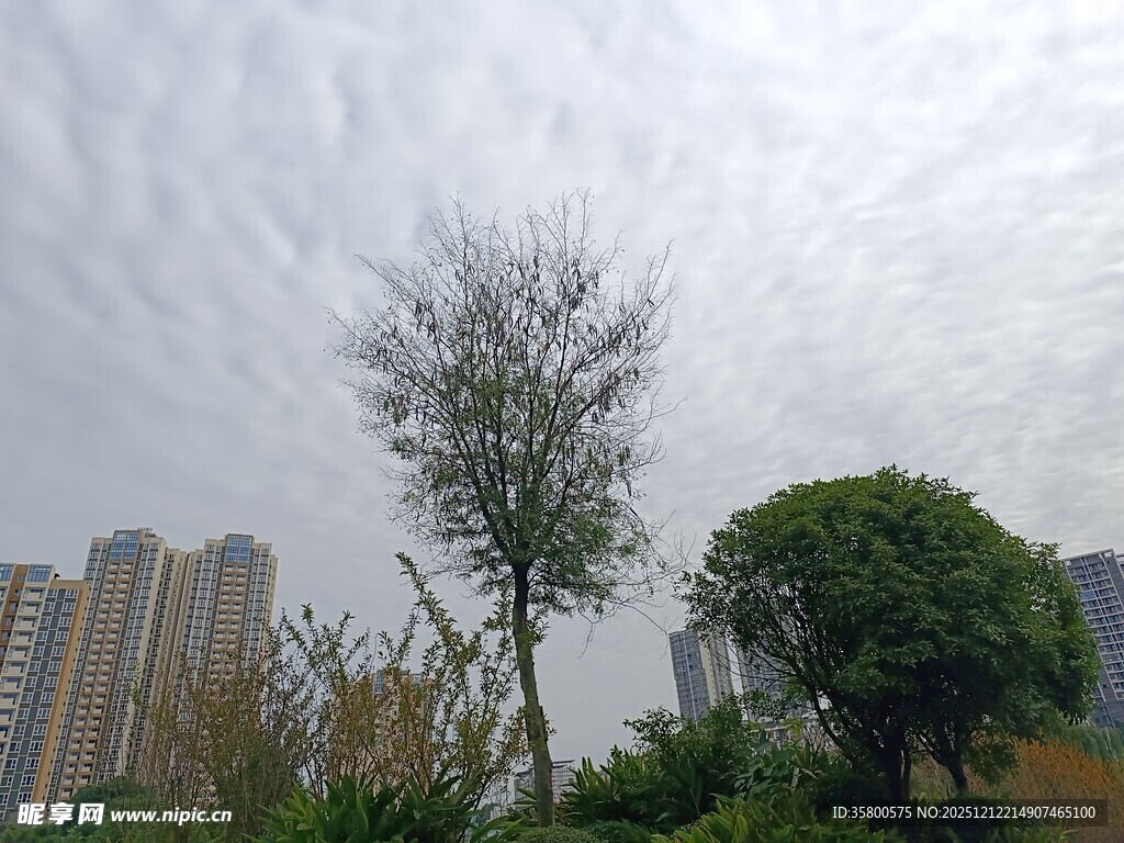 城市中树木与高楼景象