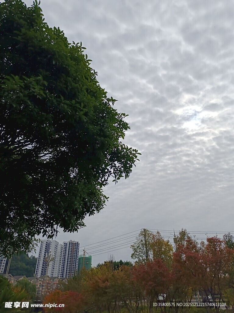 阴天城市中的繁茂树木