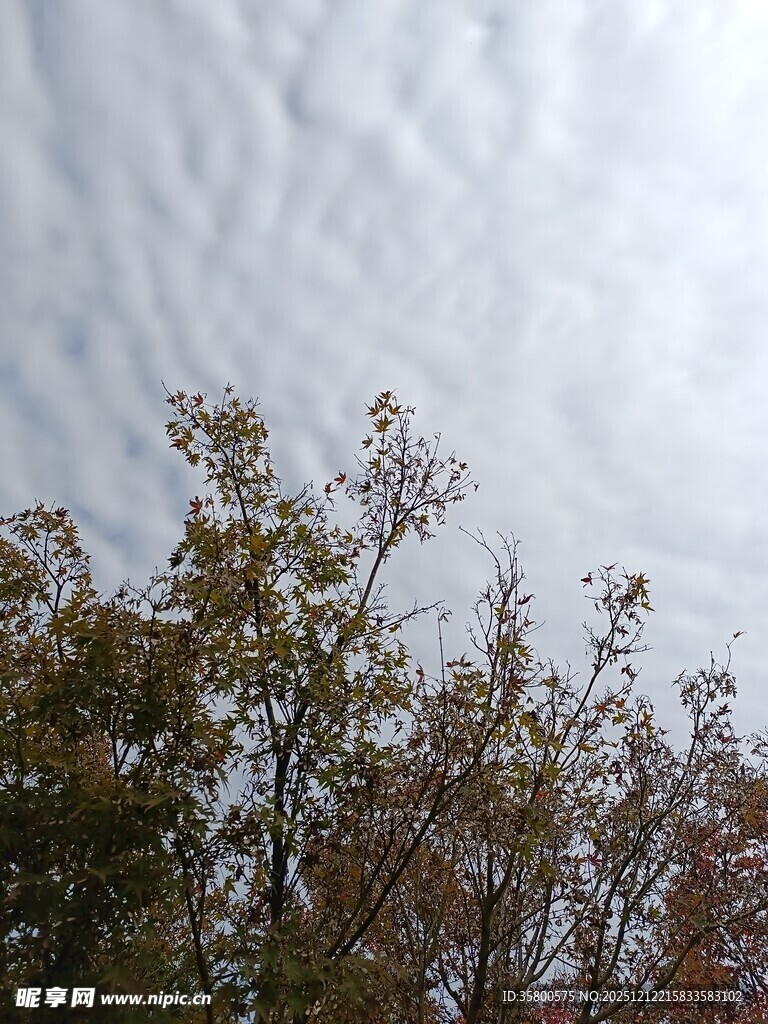 秋日树梢上的灰白天空