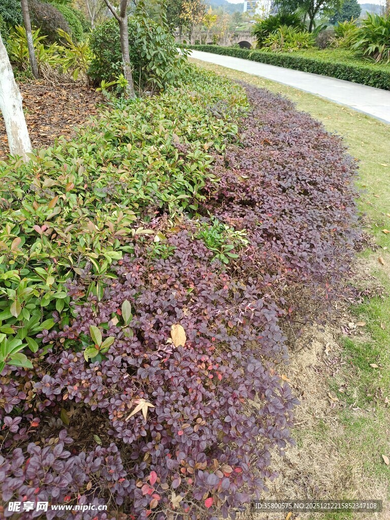 路边多彩绿植景观