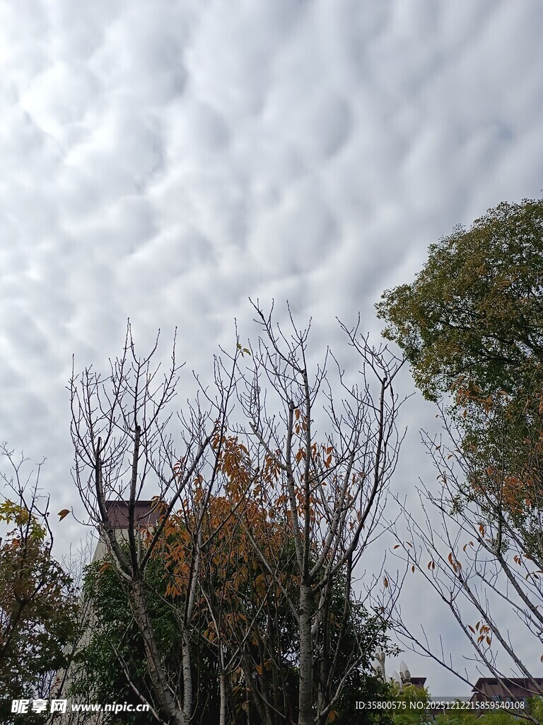 阴天下的树木与建筑