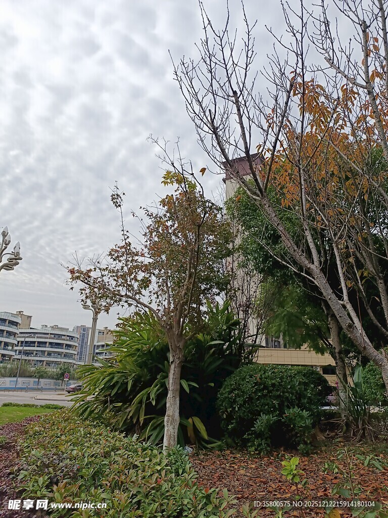 秋日城郊植物景观