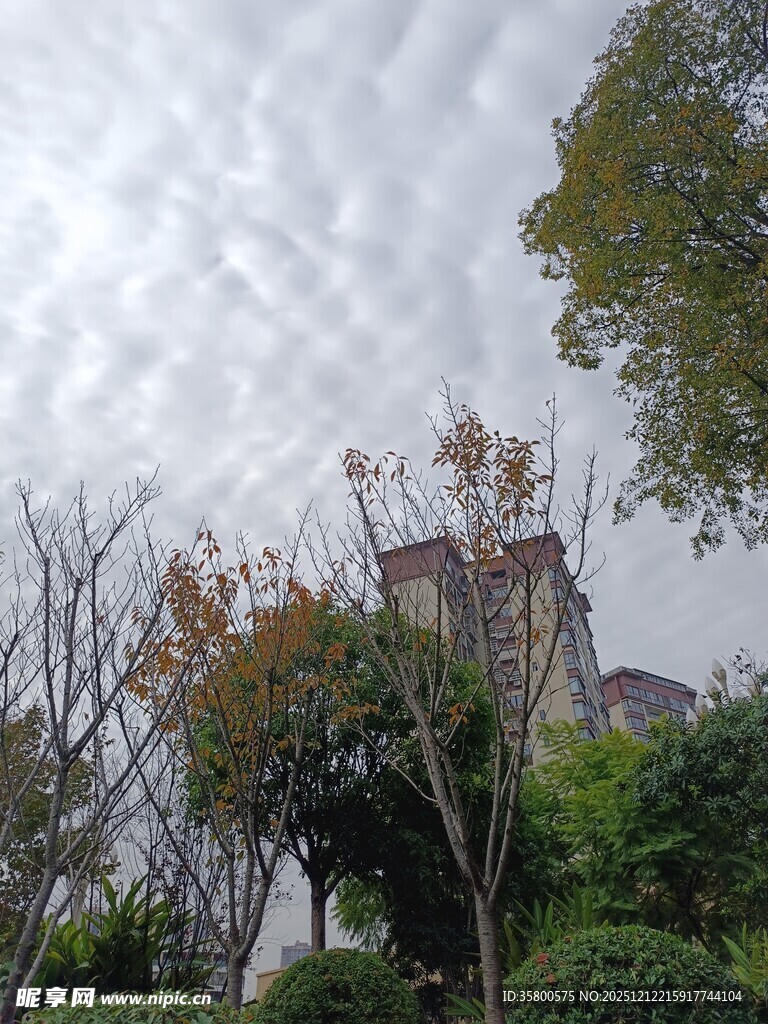 云雾中隐约的建筑与树木