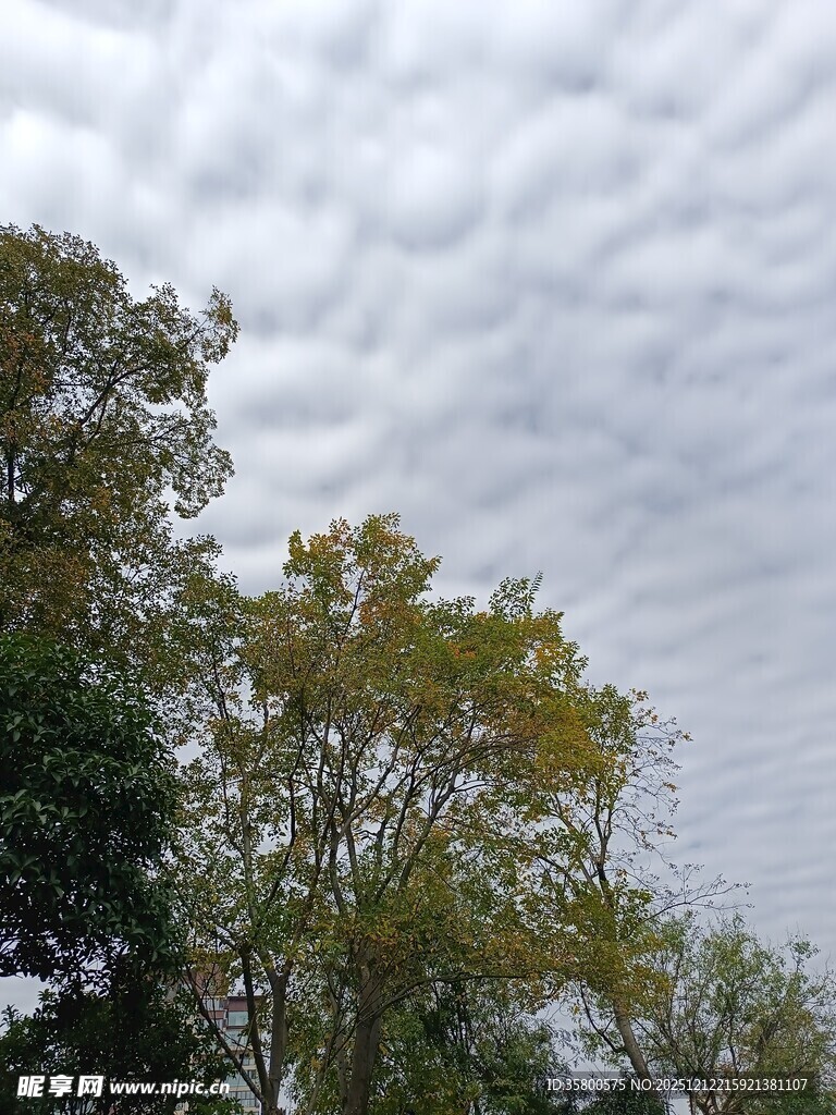 树梢上的多云天空