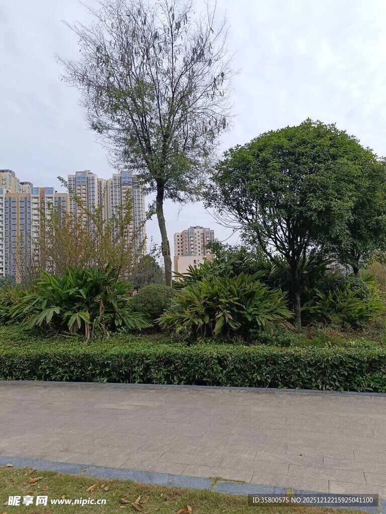 城市路边绿植景观