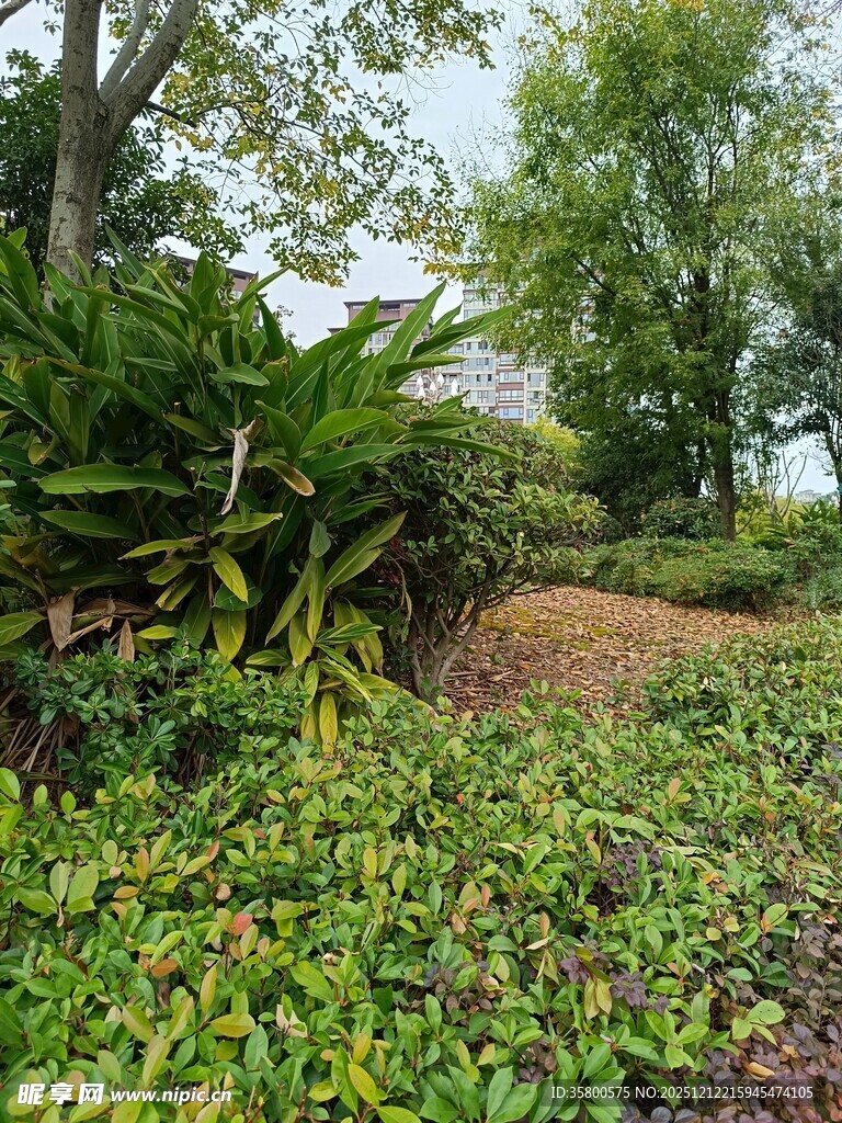 绿意盎然的户外植物景观