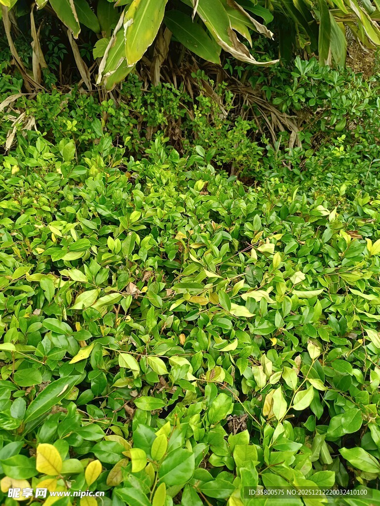 翠绿繁茂的地面绿植景观