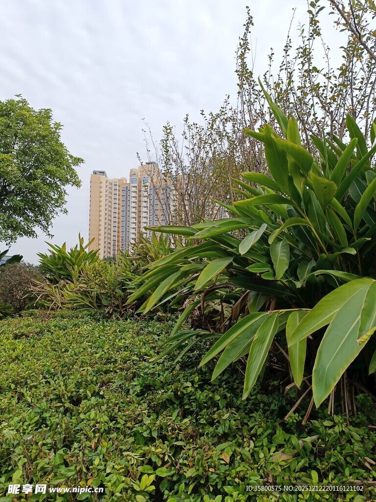 城市中的绿植景观