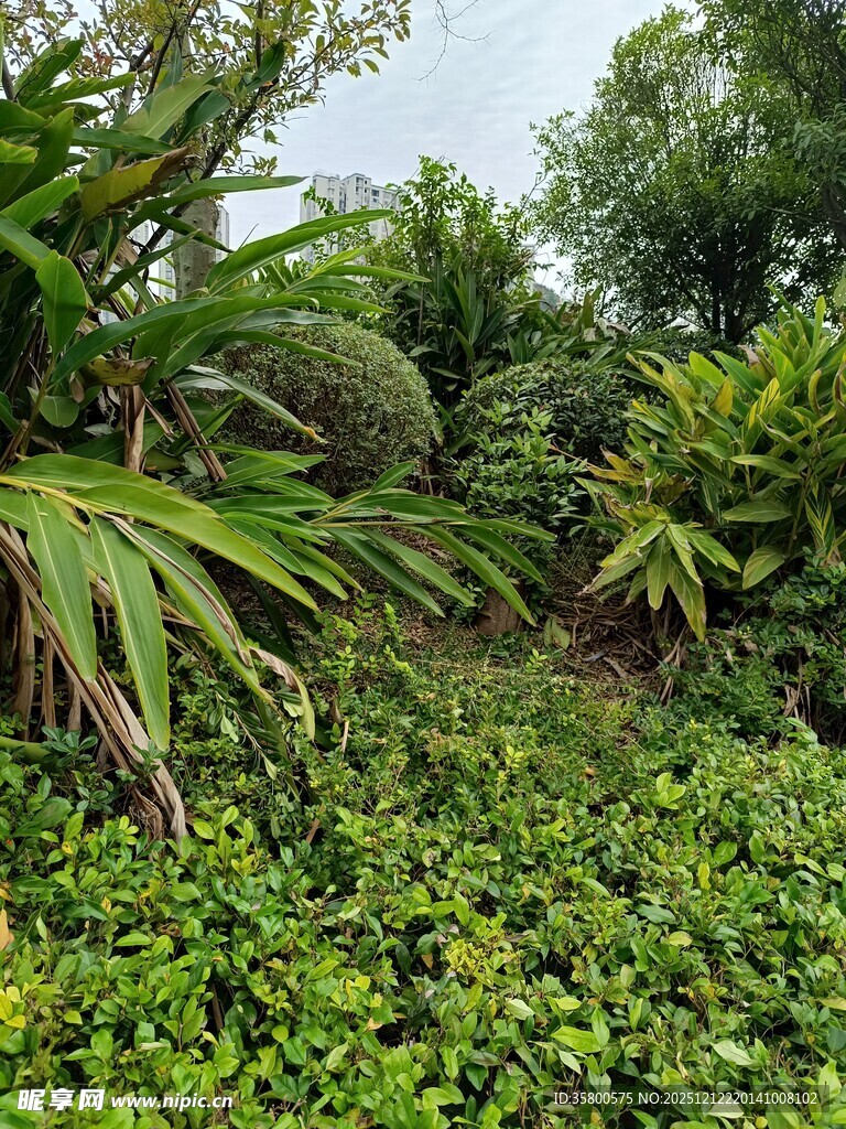 繁茂绿植景观