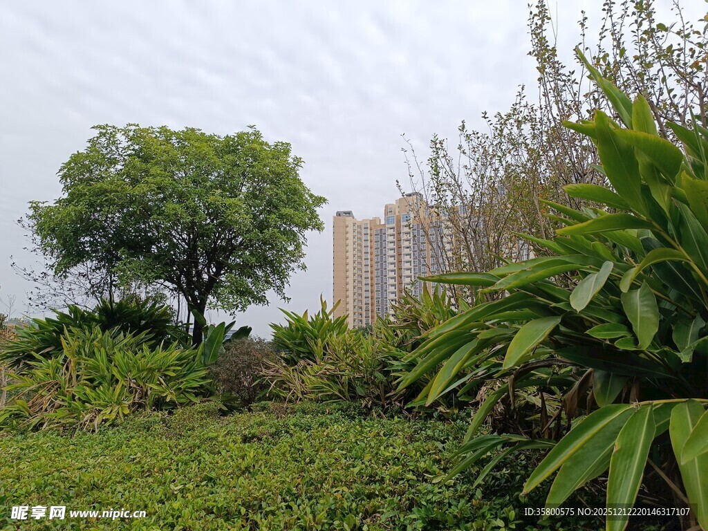 城市中的绿意角落