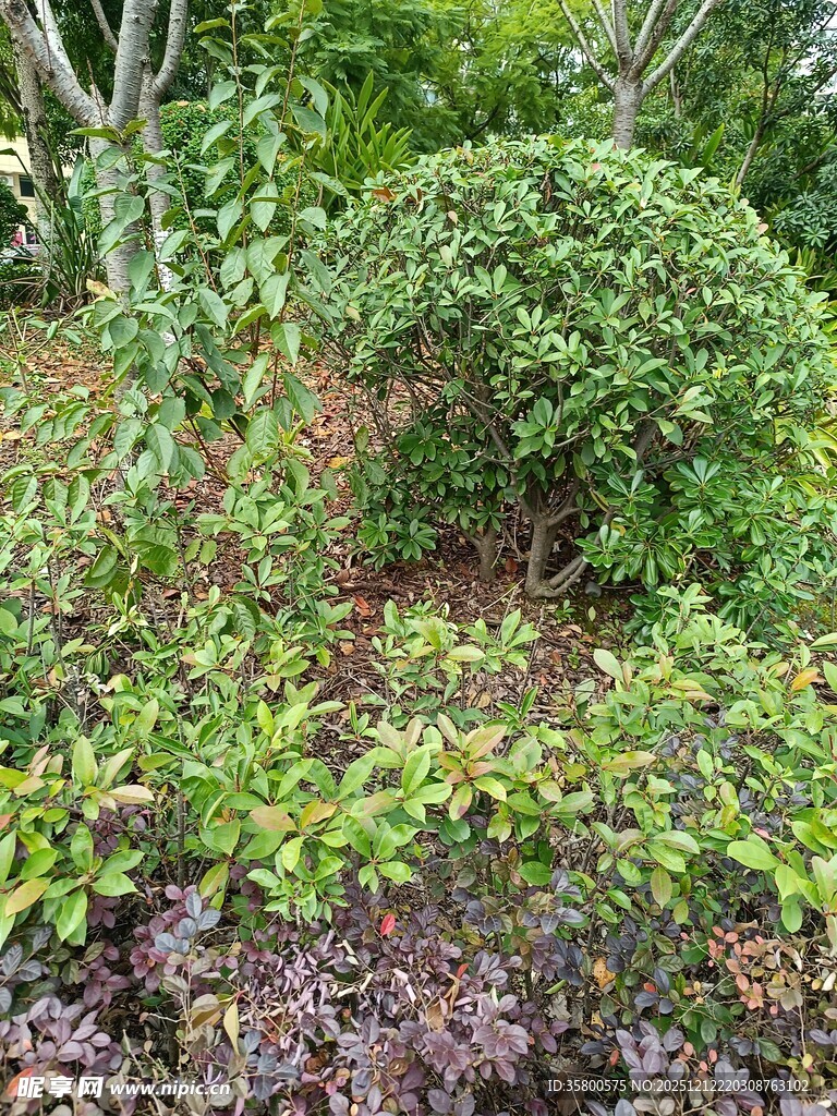 绿意盎然的园林植物景观