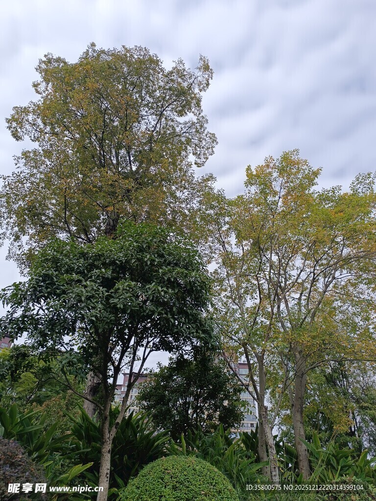 园林中的葱郁树木景观