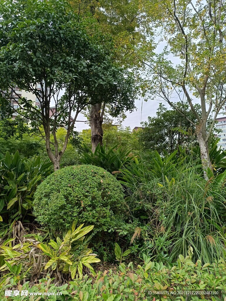 绿意盎然的园林景观