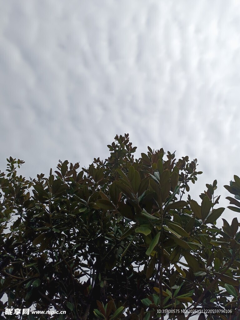 树冠之上的灰白天空