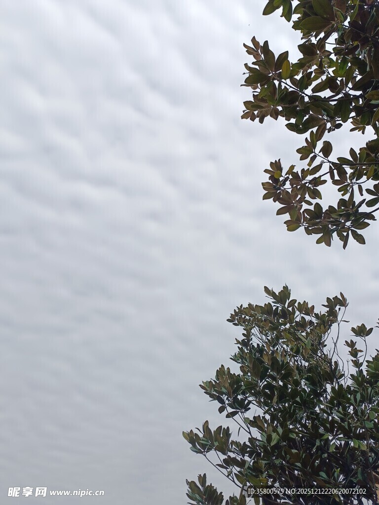 树梢之上的灰白天空