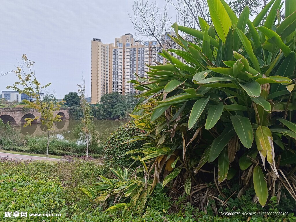 城市边的绿植与远处建筑