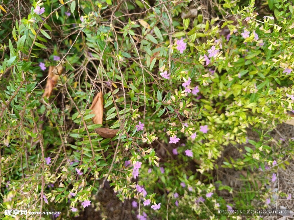 绿叶间的紫色小花