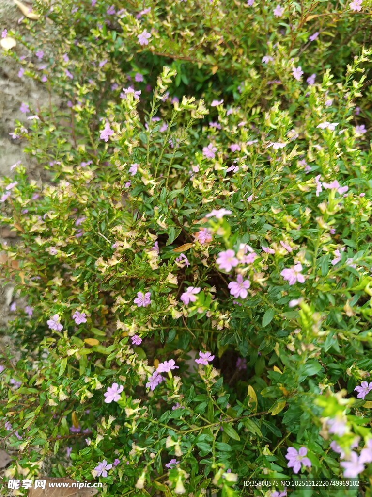 繁茂花丛中的紫色小花