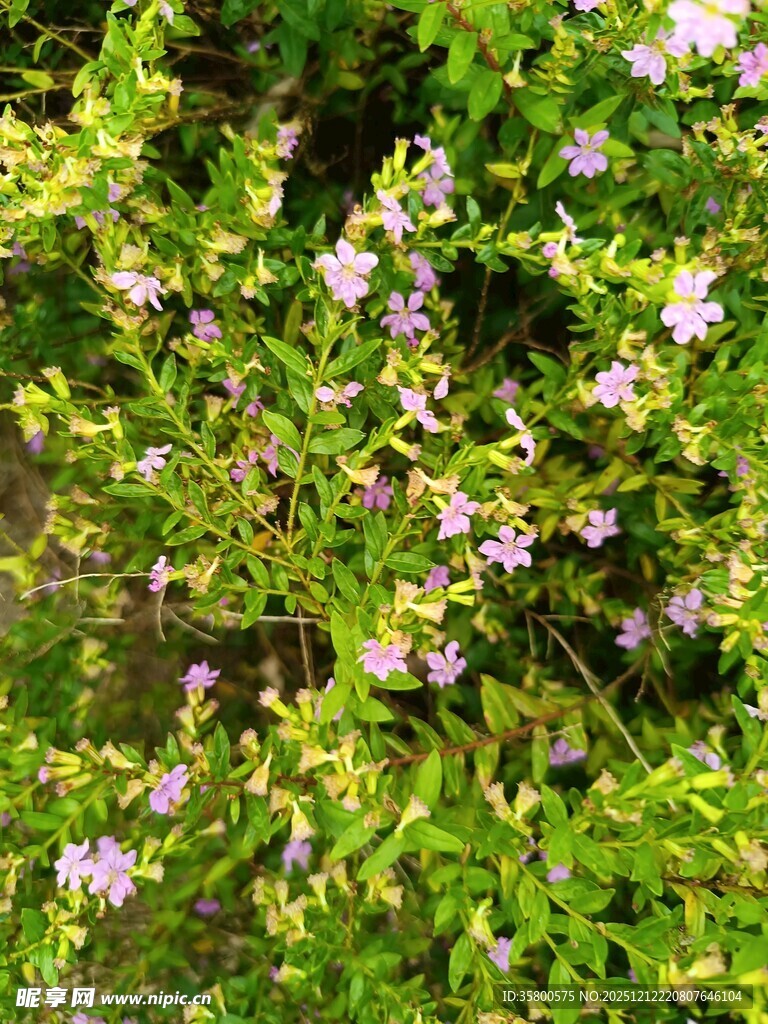 绿叶丛中的淡紫色小花