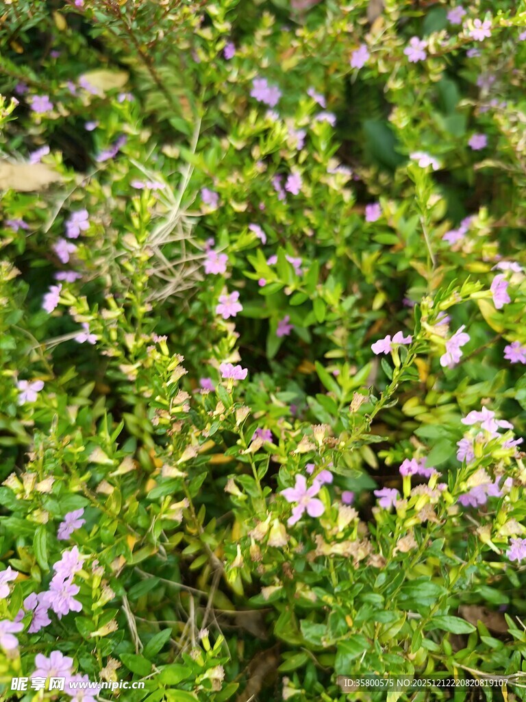 繁茂花丛中的清新景致