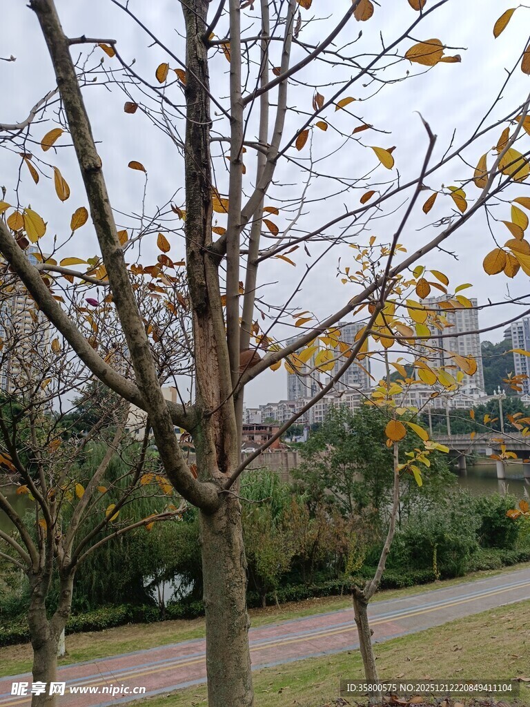 秋日公园落叶树木景致