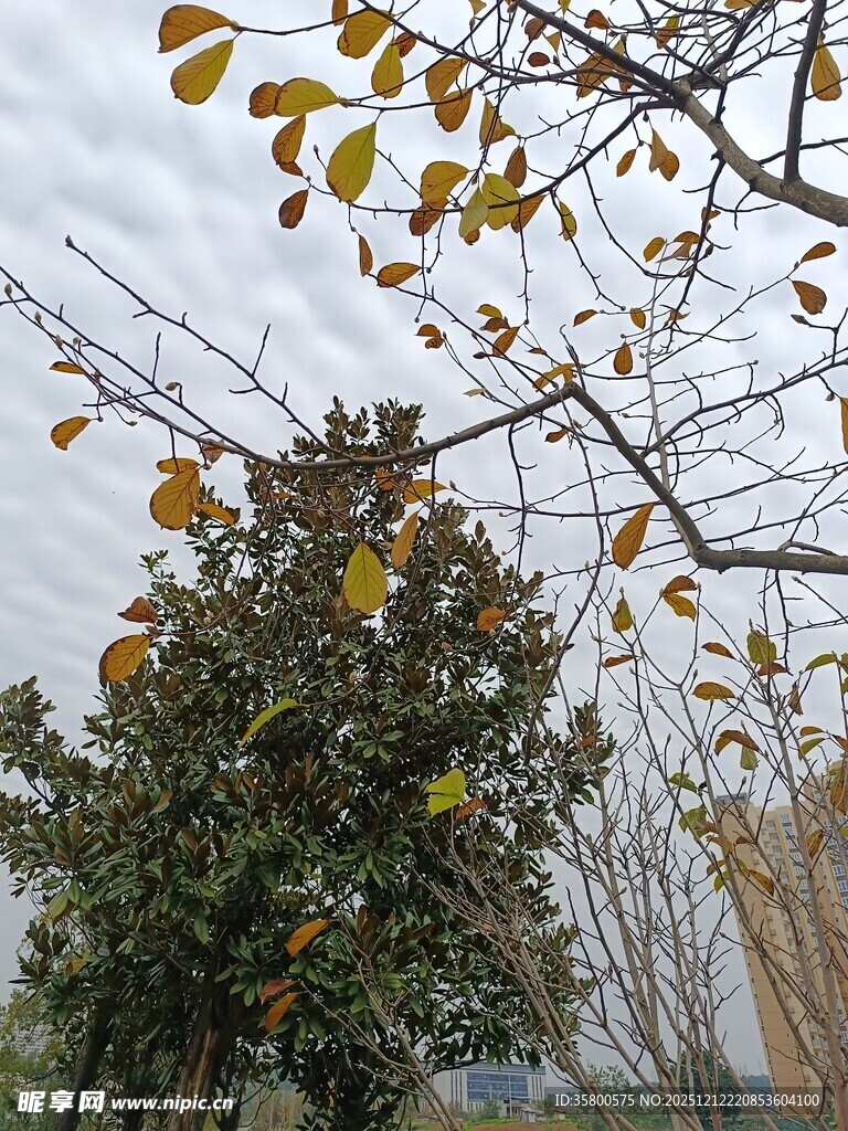 秋日枝头黄叶景